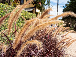 Pennisetum setaceum, commonly known as fountain grass. Sunny day, golden color.