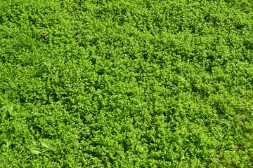 Green grass background. Close-up. Green grass texture. Green grass surface