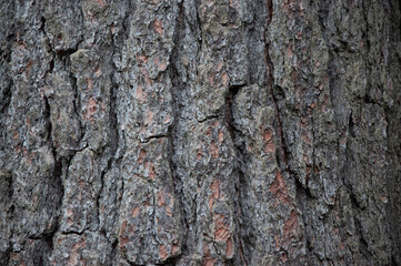 Bark