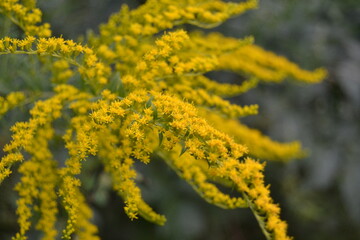 Simple pretty yellow flowers of Canadien goldenrod (Solidago canadensis) in sunny summer natural meadow in Ukraine