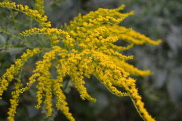 Simple pretty yellow flowers of Canadien goldenrod (Solidago canadensis) in sunny summer natural meadow in Ukraine