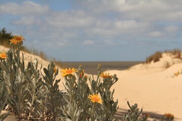 flowers on the beach