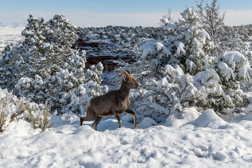 mountain goat in the snow