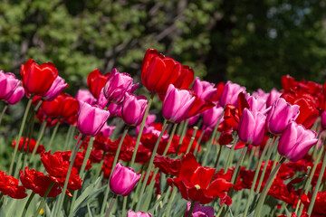 Fototapeta premium a field with tulips. bright red and orange tulips. an abundance of flowers. a sunny summer day. beautiful desktop wallpapers. background