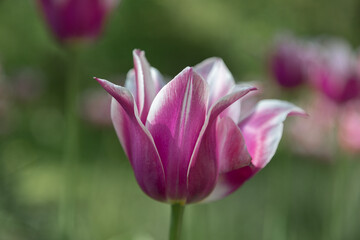 tulips. bright purple flowers. Tulips in the garden. Spring and summer. close-up. flowers on the desktop. beautiful bright floral wallpaper.