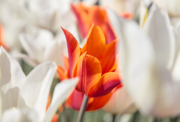 a bright orange tulip among white tulips. Close-up. beautiful desktop wallpapers. background