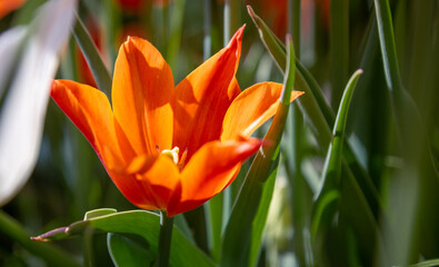 a bright orange tulip. a tulip on a green background. isolated flower.