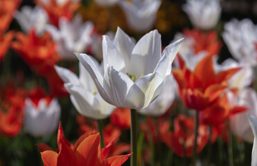 Fototapeta na wymiar tulips. White and bright orange flowers. Tulips in the garden. Spring and summer. close-up. flowers on the desktop. beautiful bright floral wallpaper.
