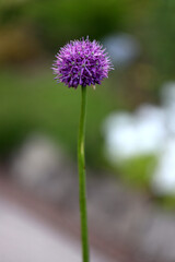 Allium or ornamental onion, perennial flowers, natural background