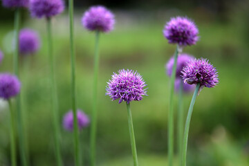 Obraz premium Allium or ornamental onion, perennial flowers, natural background