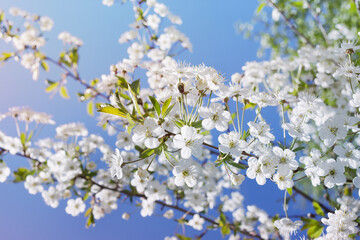 Branches of flowering cherries