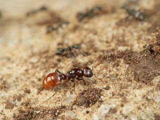 European Amazon Ant. Polyergus rufescens.