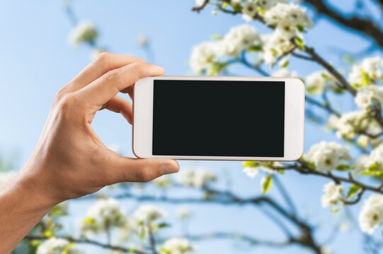 Hand holding mobile phone and take photo blooming spring cherry trees. Smartphone photo