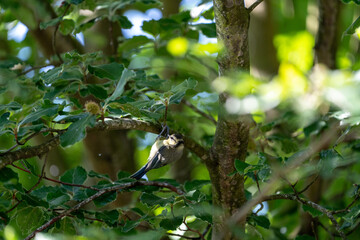 Blue tit song bird in a tree looking for insects