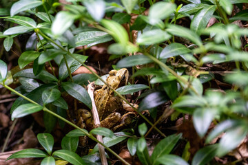 European grass frog (Rana temporaria) on forest floor close-up