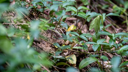European grass frog (Rana temporaria) on forest floor close-up