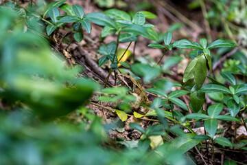 Naklejka na ściany i meble European grass frog (Rana temporaria) on forest floor close-up