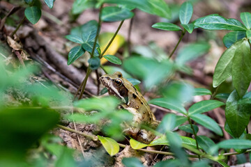European grass frog (Rana temporaria) on forest floor close-up