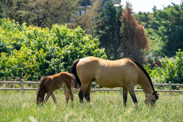 Mother and baby horse foal. Foal horse. Mother mare horse on a farm. Mother and daughter on a sunny day. Mother and baby horse foal. Foal horse. Mother mare horse on a farm. Mother and daughter on a s