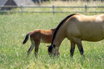 Mother and baby horse foal. Foal horse. Mother mare horse on a farm. Mother and daughter on a sunny day. Mother and baby horse foal. Foal horse. Mother mare horse on a farm. Mother and daughter on a s