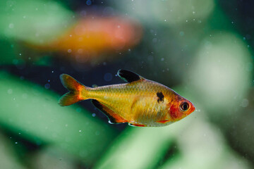 Aquarium fish tetra minor in a freshwater aquarium with underwater plants