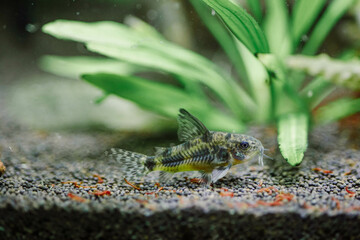Corydoras aquarium fish in a freshwater aquarium with underwater plants