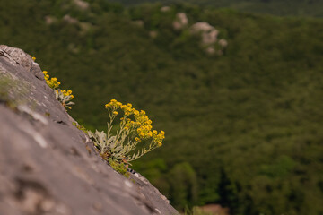 Yellow flowers growing in the rock