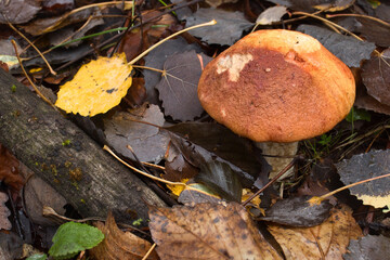 Sun shining on top of brown mushroom cap next to a yellow leaf and a tree branch in the dead leaves on the forest floor in the Palatiante forest of Germany.