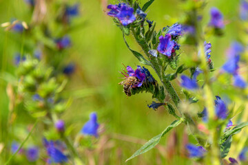 Fototapeta Pszczoła zapylająca kwait obraz