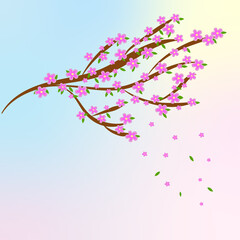 Sakura branch on a blue background. Illustration.