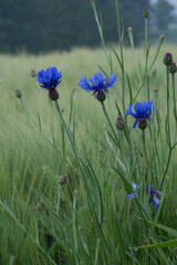 Cornflowers growing in the fields