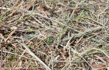 Paille et herbe au sol lors des moissons