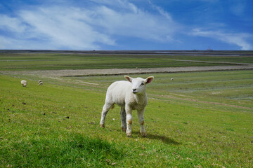 Ein kleines Lamm steht auf dem Deich an der Nordseeküste in Deutschland
