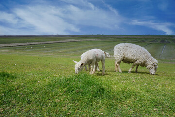 Obraz premium Schafe beim Grasen auf dem Deich an der Nordseeküste in Deutschland