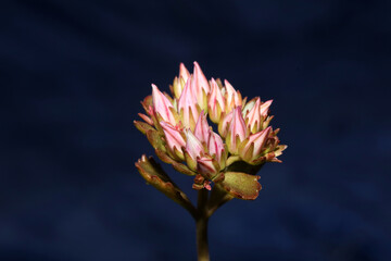 Wild rock flower blossom close up sedum spurium family crassulaceae modern botanical big size print high quality floral macro