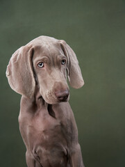 weimaraner puppy on a green canvas background. Funny dog in the studio