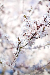 blossom in spring
