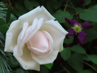 Pink roses against a green background.