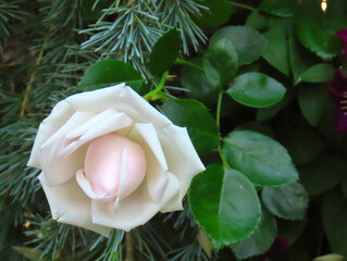 Pink roses against a green background.