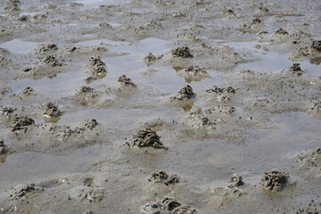 Der Sandboden im Wattenmeer bei Ebbe