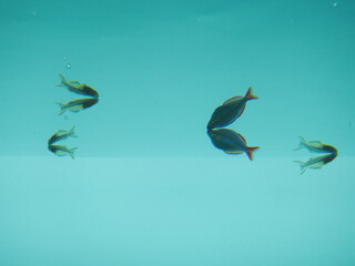 Fototapeta na wymiar Four fish eating at the surface