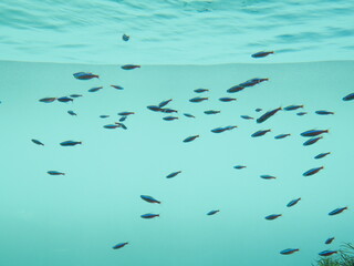 Group of fish swimming near the surface