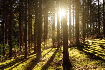 Sunlight with sun in summer forest with tree silhouettes.