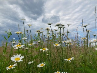 field of daisies in spring