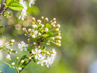 White blossoming apple trees. White apple tree flowers