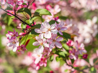 Fresh pink flowers of a blossoming apple tree with blured background