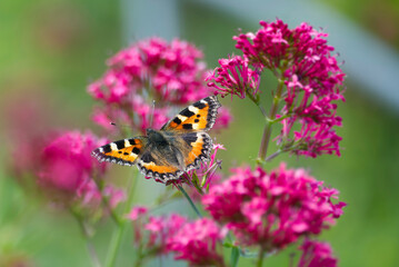 Small tortoiseshell butterfly (Aglais urticae) sitting on a pink flower in Zurich, Switzerland