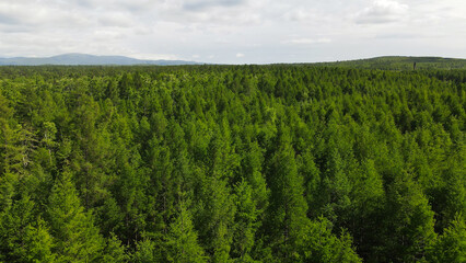 Fototapeta premium Aerial top view close of a Forest next to Mountains Ridge and horizon in sunny summer day