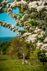 White Flower Blossom covering half the screen