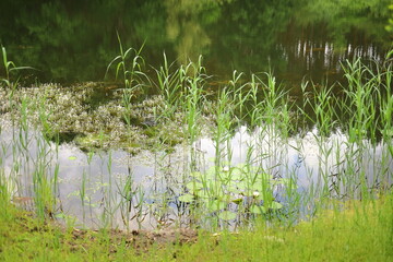 grass and water